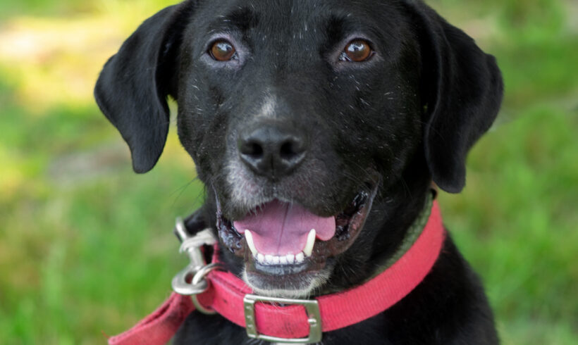 Tank-Adopted!!
