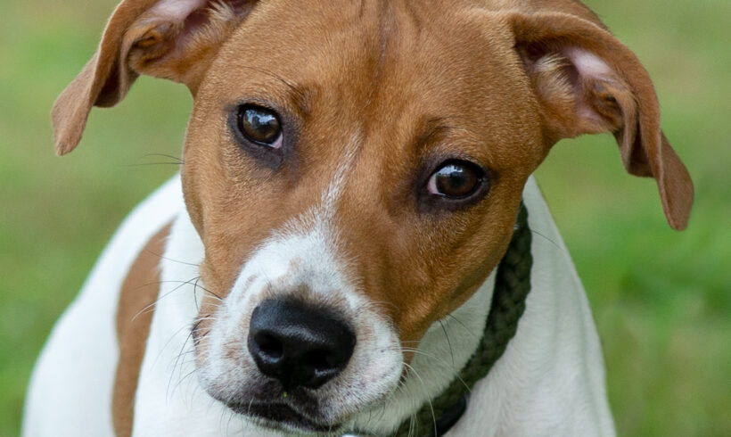 Winston-Adopted!