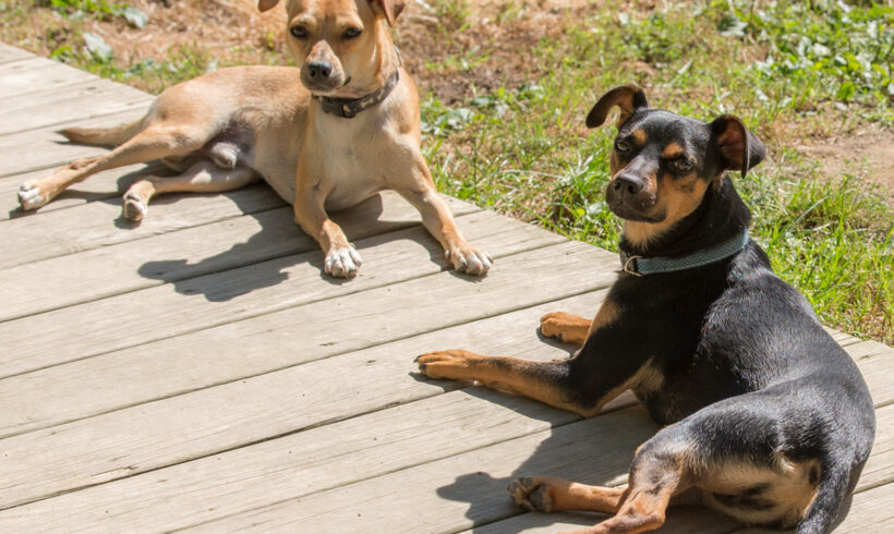 Sirius & Rhys-Adopted!!!
