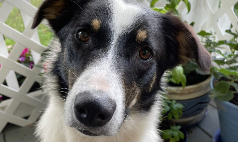 April-Adopted!