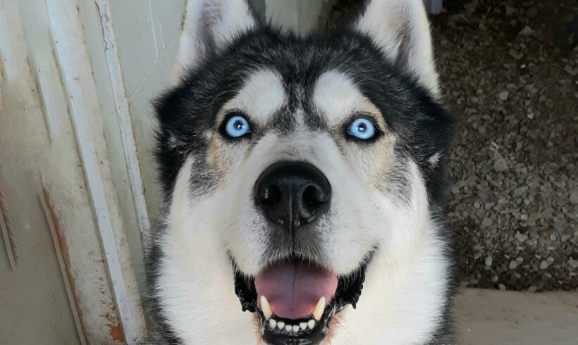 Blizzard-Adopted!