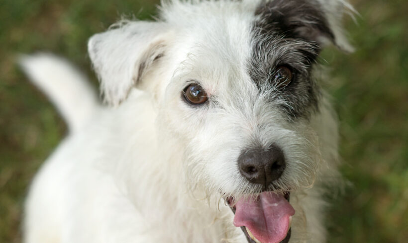 Buddy-Adopted!
