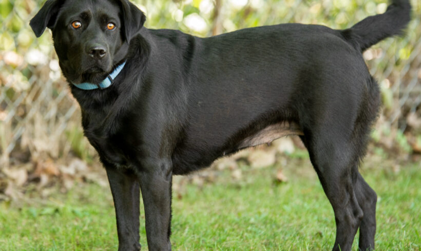 Delilah-Adopted!