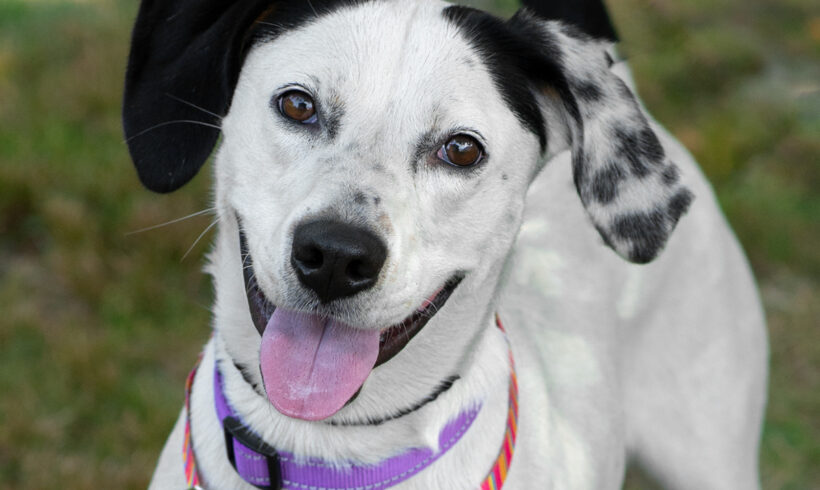 Dottie-Adopted!