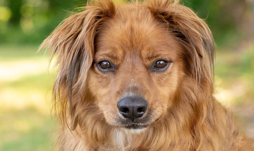 Dusty-Adopted!