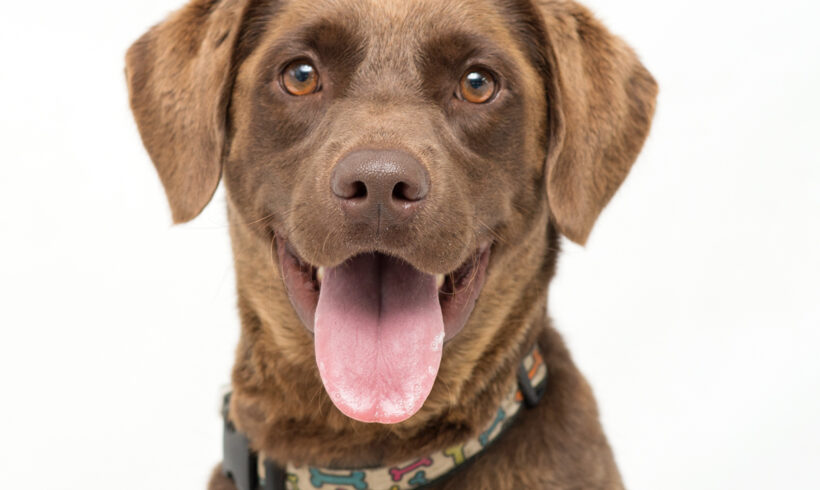 Emma-Adopted!