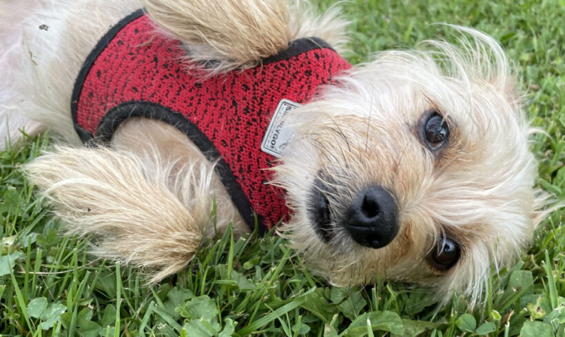 Holly-Adopted!