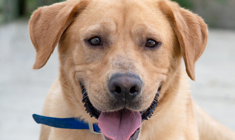 Yadi-Adopted!
