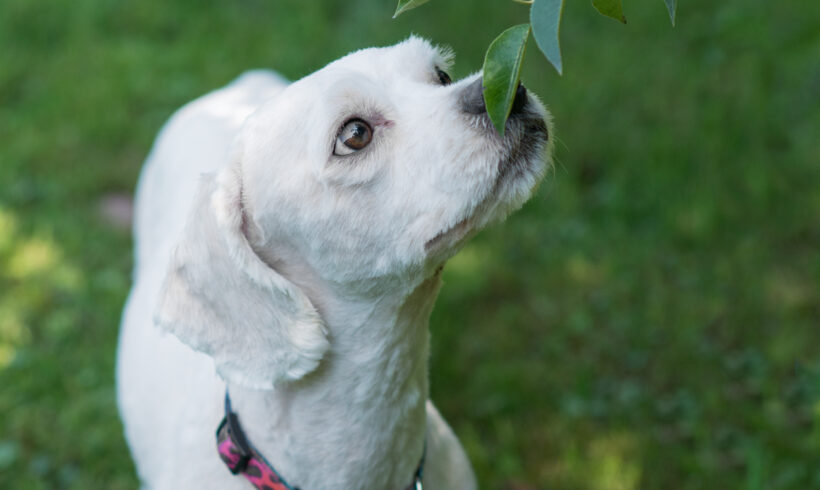 Milo-Adopted!