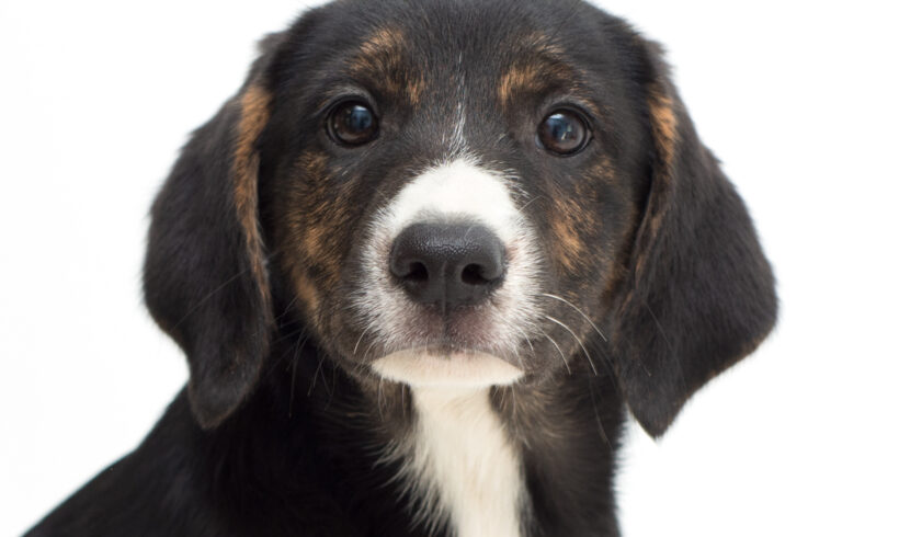 Poppy-Adopted!