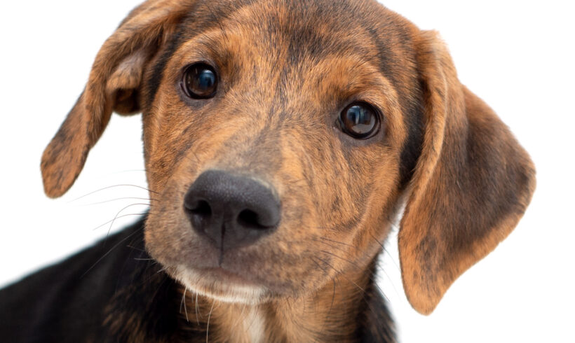 Presley-Adopted