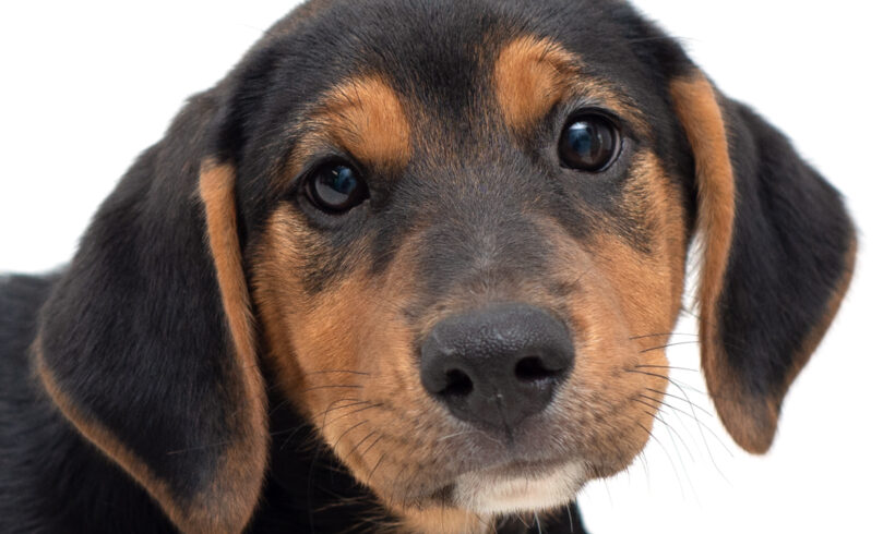 Preston-Adopted!