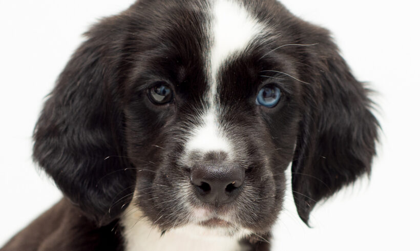 Quentin-Adopted!