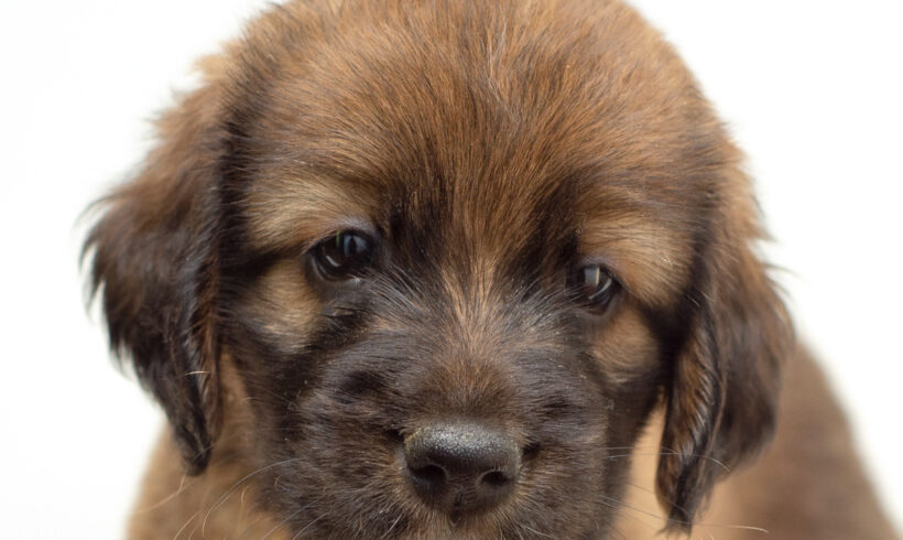 Questie-Adopted!