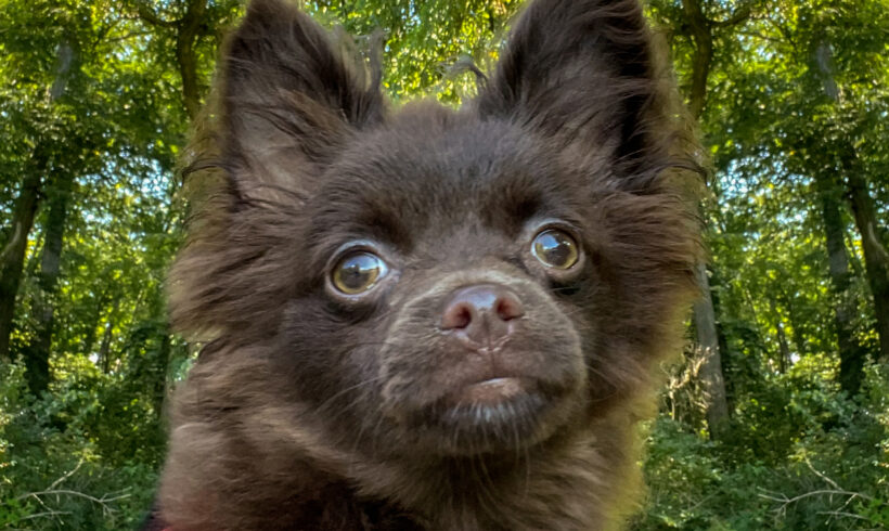 Reese-Adopted!