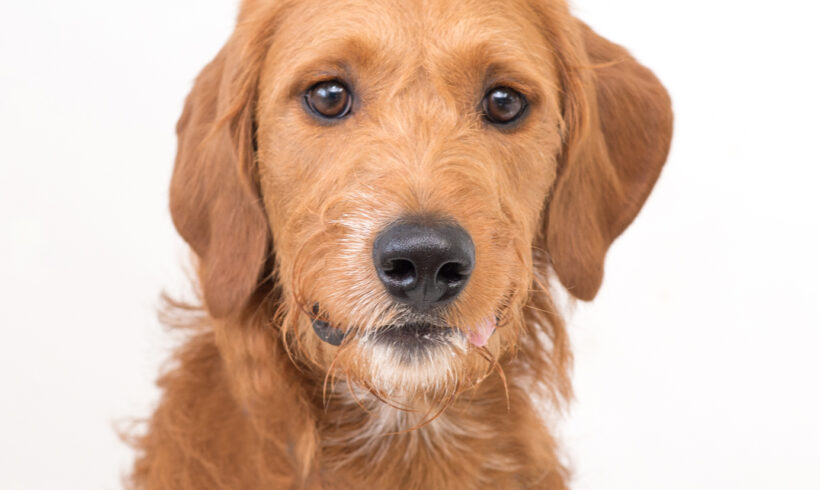 Ruben-Adopted!