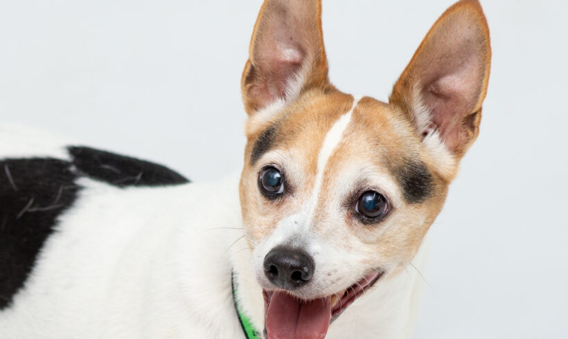Wally-Adopted!!!