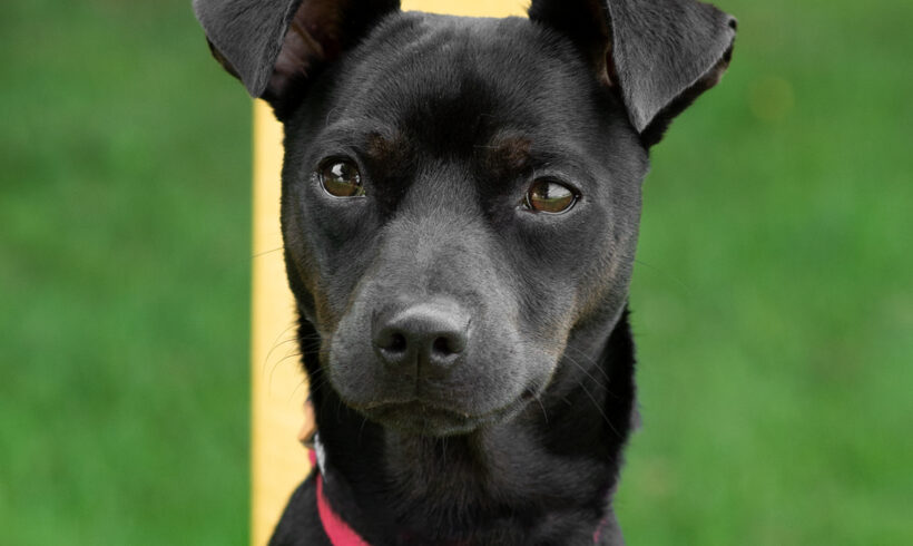 Gucci-Adopted!