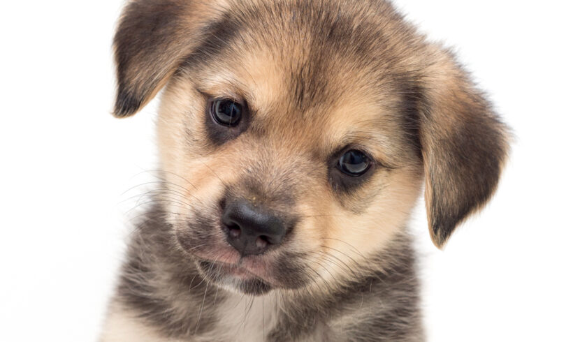 Reese-Adopted!