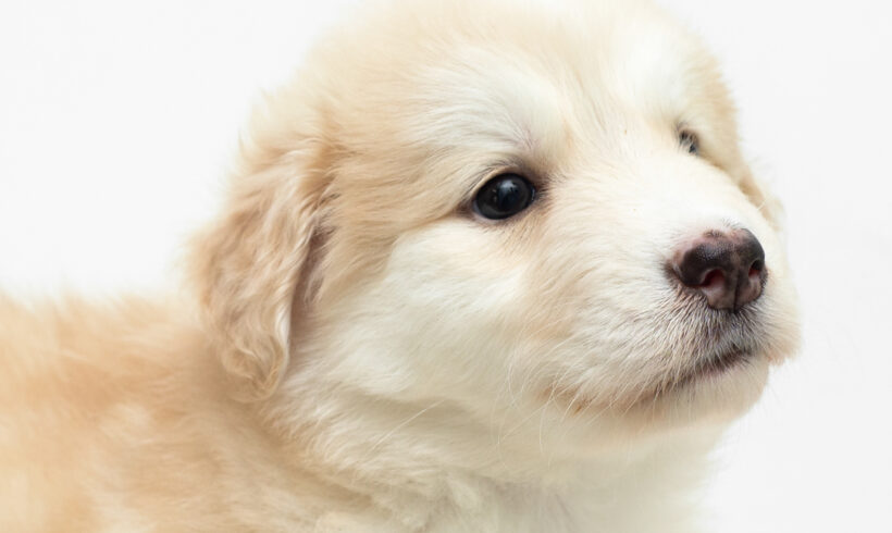 Rubble-Adopted!