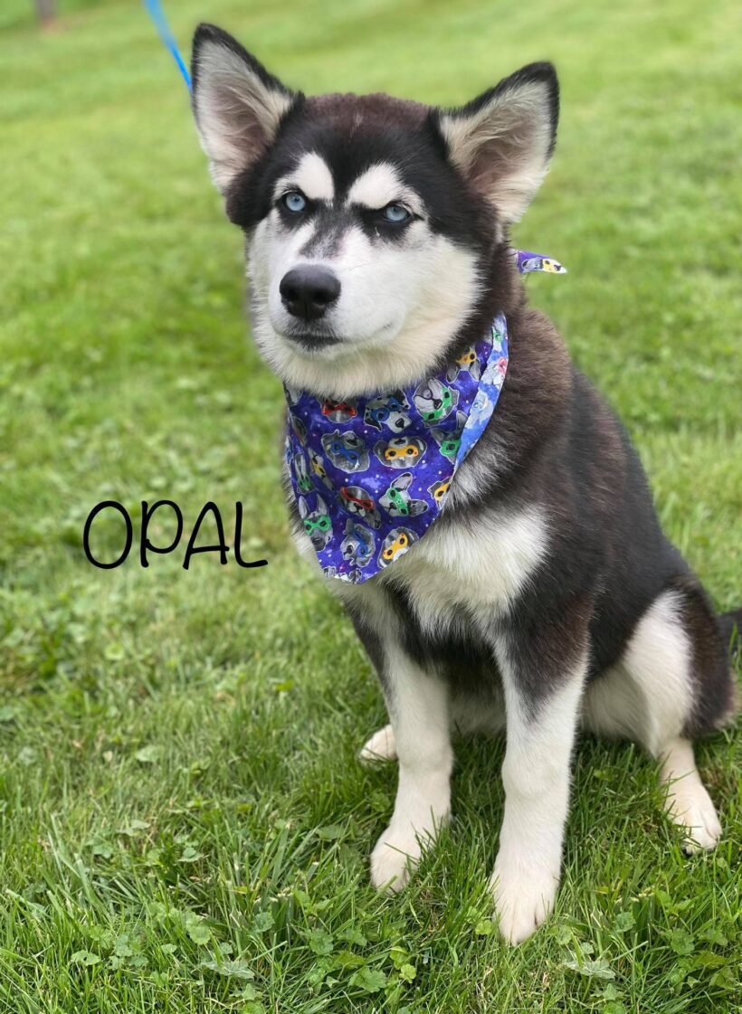 Opal-Adopted!