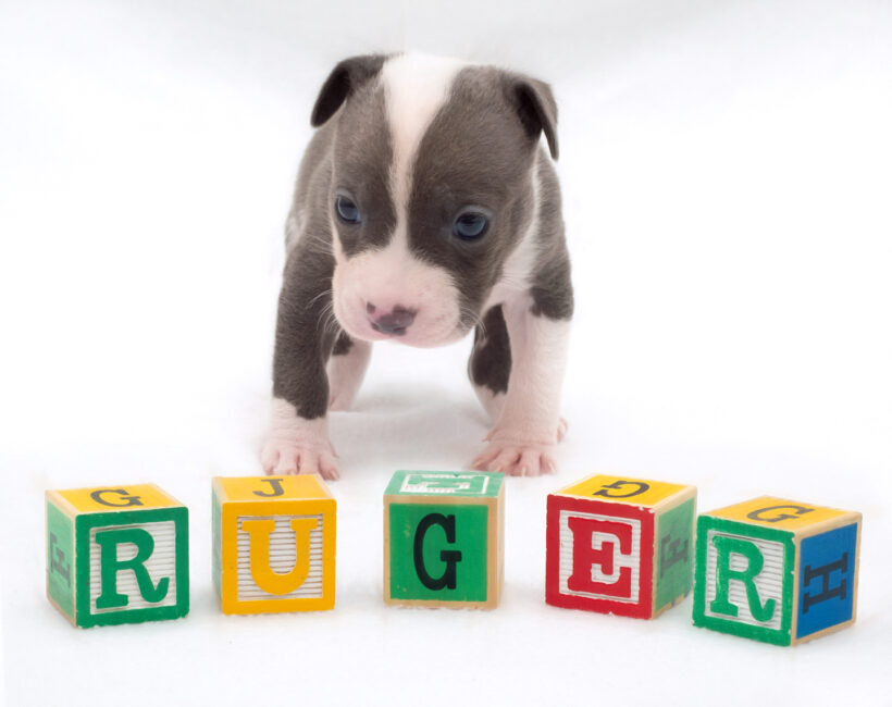 Ruger – Adopted!