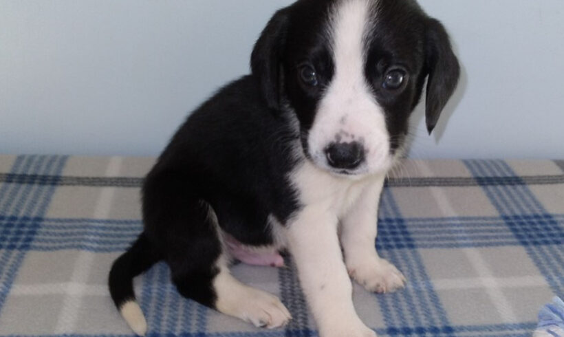 Sid-Adopted!