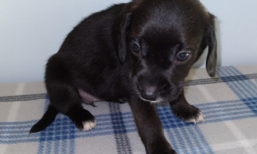 Sissy-adopted!