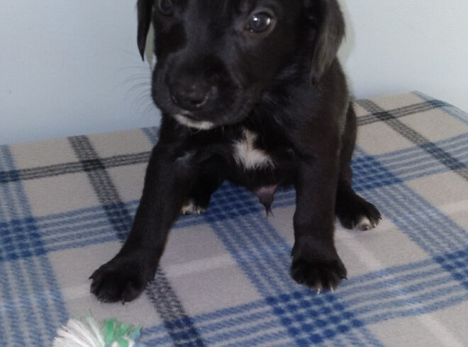 Smokey-Adopted!