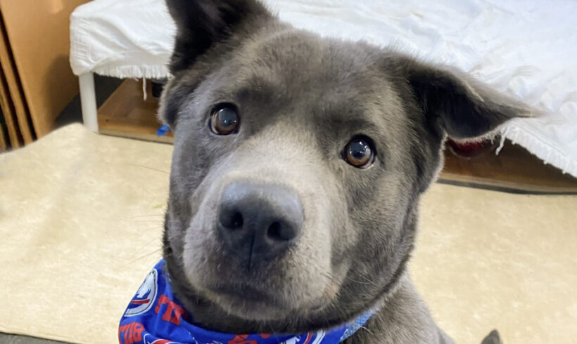 CieCie-Adopted!
