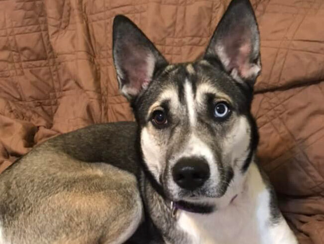 Farrah-Adopted!