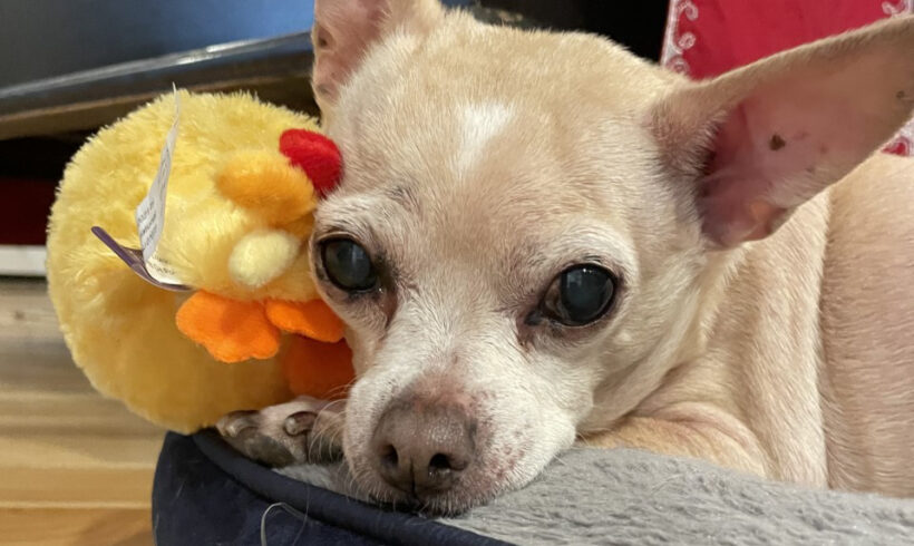 Hope-Adopted!!