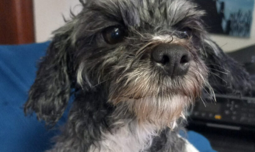 Sassy-Adopted!