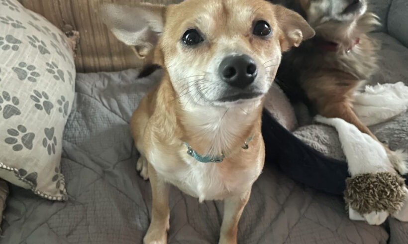 Serenity-Adopted!
