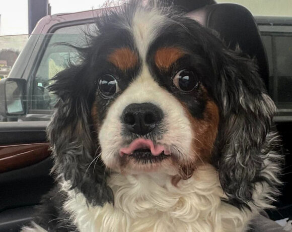 Sir Arthur Francis-Adopted!