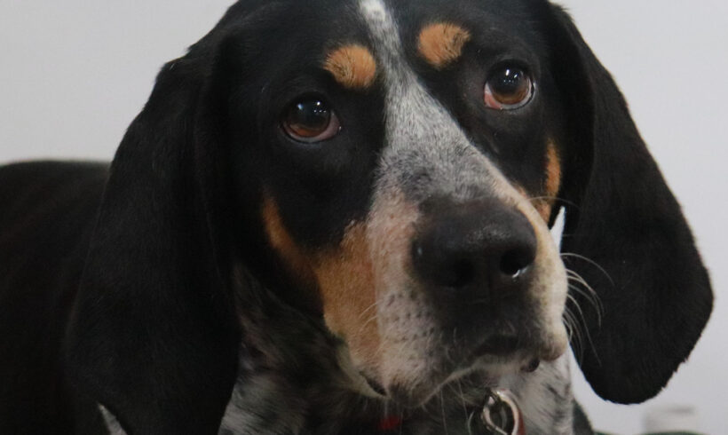 Annie-Adopted!