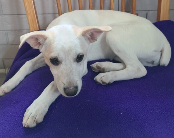 Reine-Adopted!