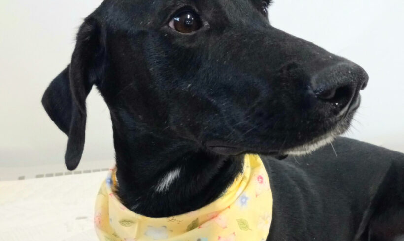 Anna-Adopted!