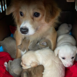 Astra and puppies