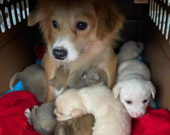 Astra and puppies