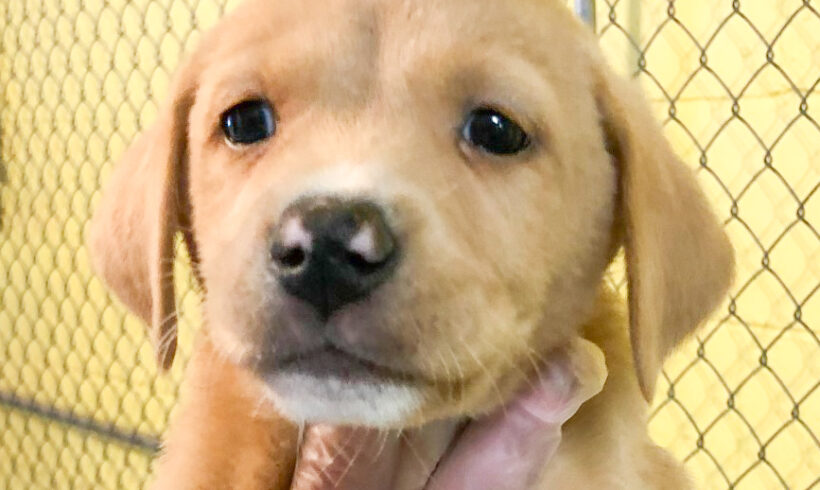 Bebe-Adopted!