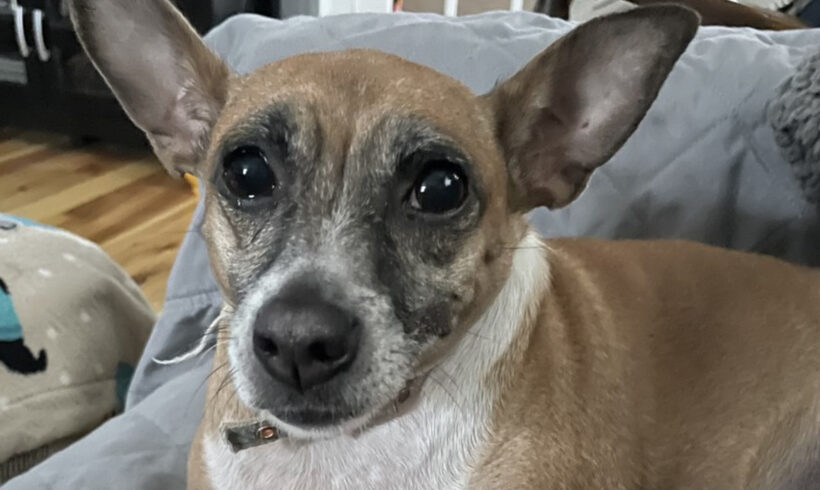 Trixie-Adopted!