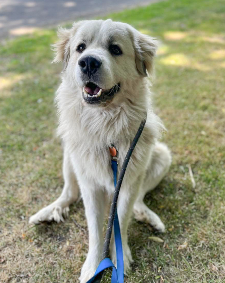 Northern Chautauqua Canine