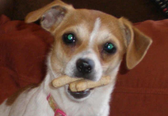 Daisy
