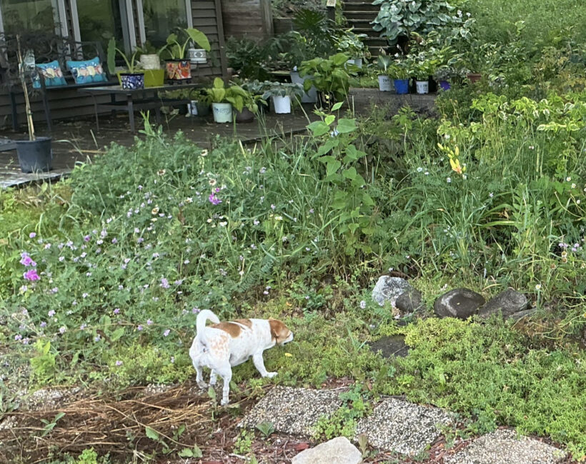Daisy Daisy
