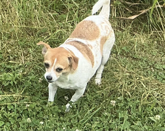 Daisy