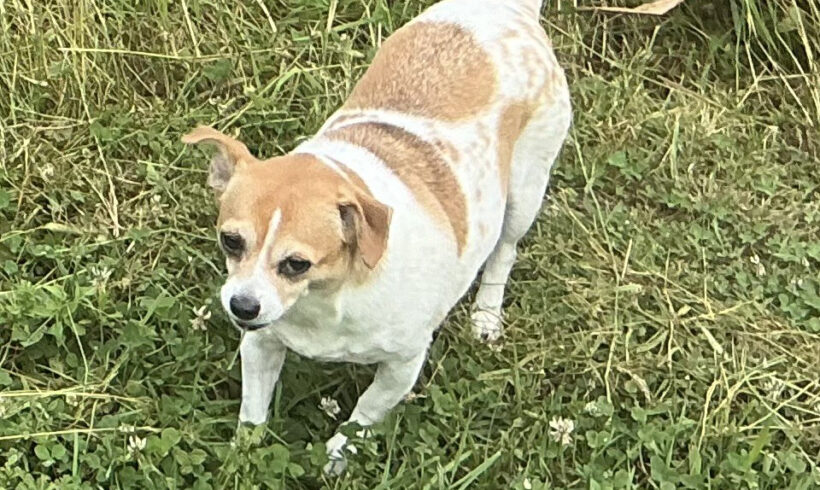 Daisy