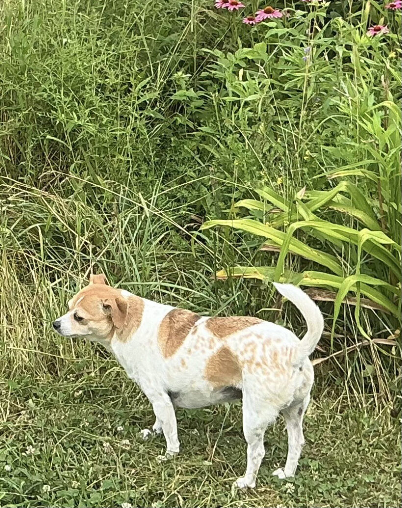 Daisy Daisy