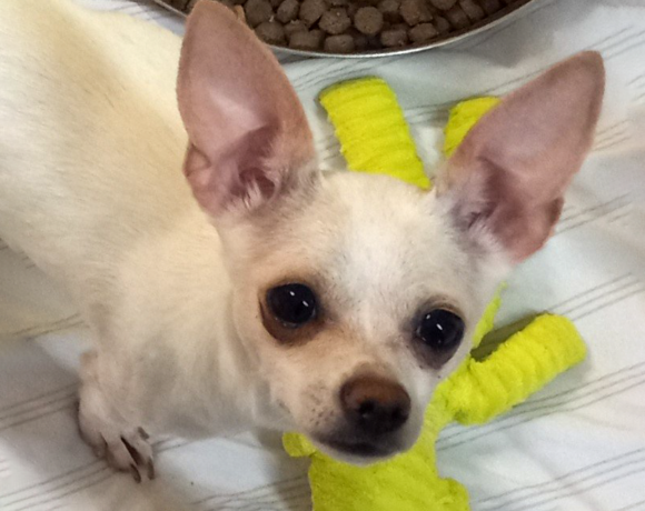 Chiquita-Adopted!
