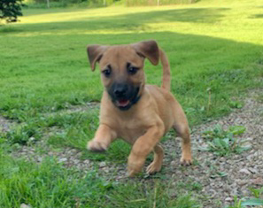Stella